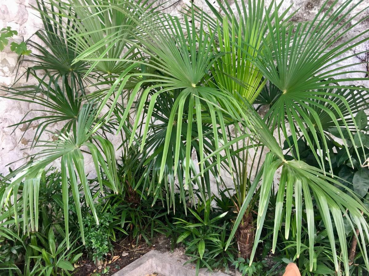 Palmera 모스타르 외부 사진